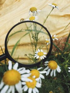 Discover chamomile flowers in vibrant detail through a magnifying glass.